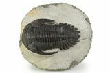 Bargain, Hollardops Trilobite Fossil - Ofaten, Morocco #345165-3
